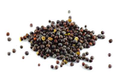 Braunsenf BIO, ganz 500g Braunsenf BIO, ganz 500g