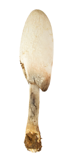 Coprinus BIO Pulver, 250g Coprinus BIO Pulver, 250g