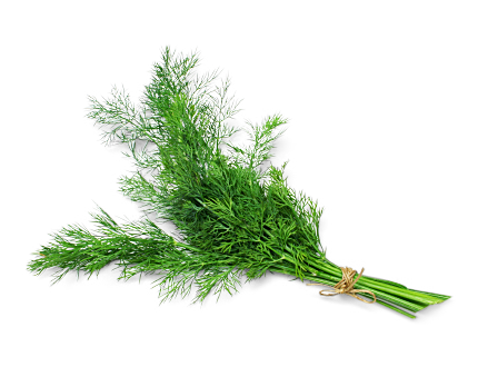 Dill Dill von Gemüsebau Weißenberger