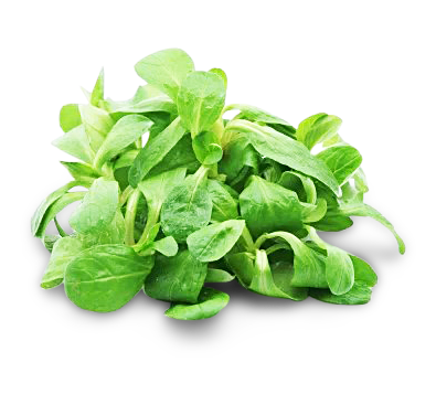 Feldsalat Feldsalat von Gemüsebau Weißenberger