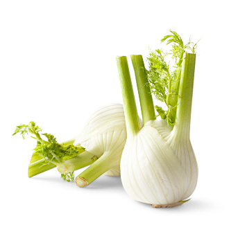 Fenchel von Richard Ostermeier GmbH