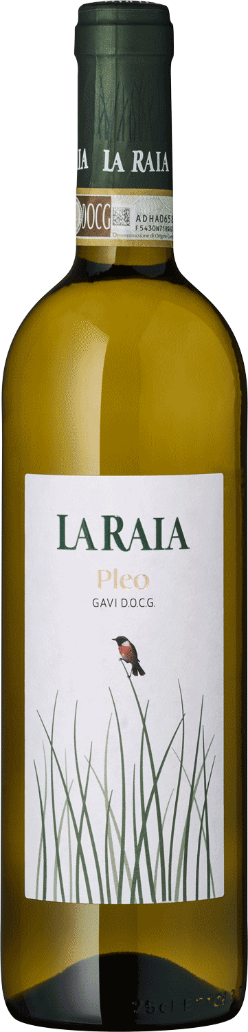 Gavi Gavi