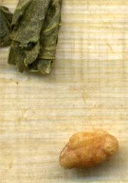 Genmaicha BIO, 1kg