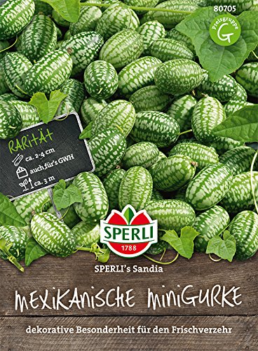 Gurken Mexikanische Minigurke, 'Sperling´s Sandia' von TOM-GARTEN