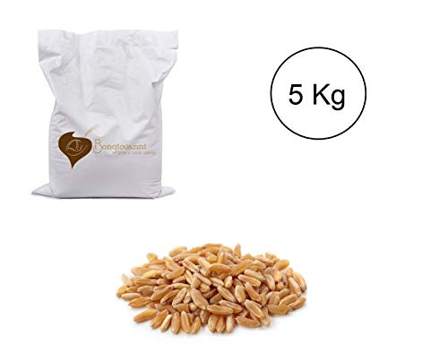 KAMUT® Khorasan-Weizenkörner 5 kg BIO von Bongiovanni Bontà Naturali