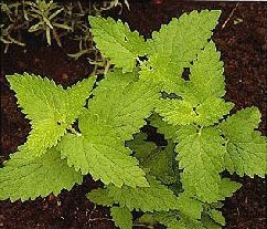 Katzenminze 'Nepeta cataria', Samen