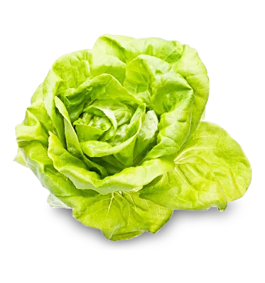 Kopfsalat Kopfsalat von Weißenberger GbR