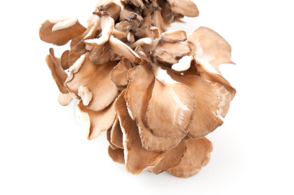Maitake BIO Pulver, 250g Maitake BIO Pulver, 250g