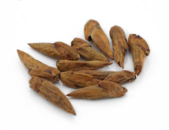 Pappelknospen Wildsammlung BIO ganz, 1kg Pappelknospen Wildsammlung BIO ganz, 1kg