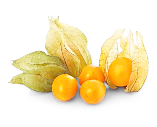 Physalis von Richard Ostermeier GmbH