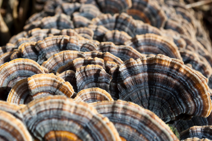 Polyporus Wildsammlung Pulver, 250g