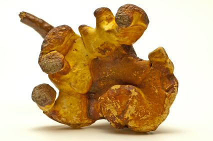 Reishi BIO Pulver, 1kg Reishi BIO Pulver, 1kg