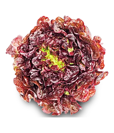 Salat Eichblatt Salat Eichblatt von Weißenberger GbR