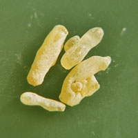 Sandarak 'marokkanisch, Tr?nen' 50g Sandarak 'marokkanisch, Tr?nen' 50g