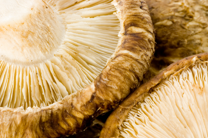 Shiitake BIO Pulver, 250g Shiitake BIO Pulver, 250g