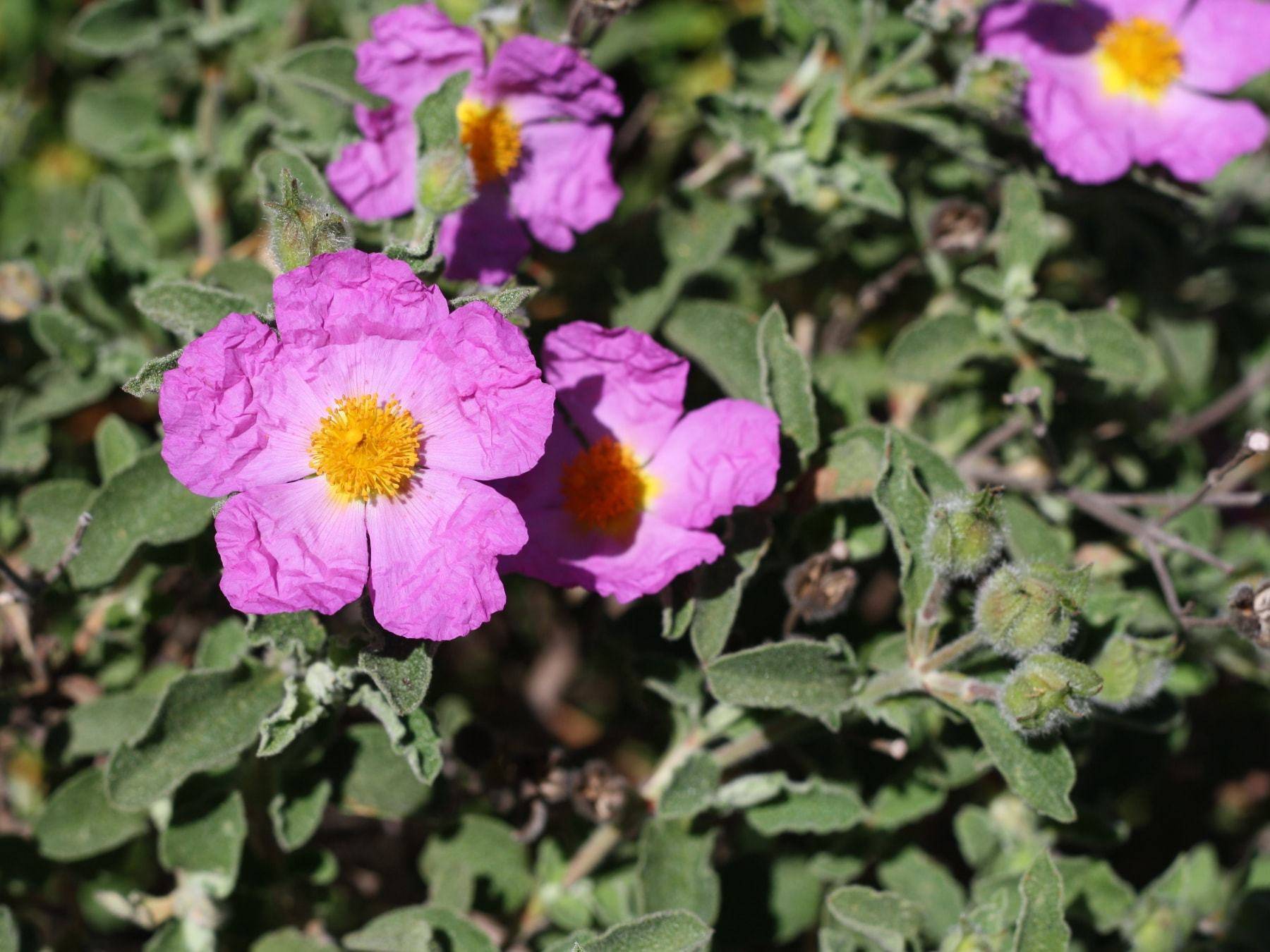 Zistrose - Cistus Incanus Zistrose - Cistus Incanus