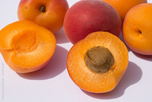 Aprikosen gelb frisch, große Früchte 1 kg Packung Aprikosen gelb frisch, große Früchte 1 kg Packung von Lieferfrucht