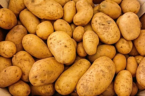 Bio Kartoffeln 6 kg Festkochend und vorwiegend festkochend Bio Kartoffeln 6 kg Festkochend und vorwiegend festkochend von Lieferfrucht