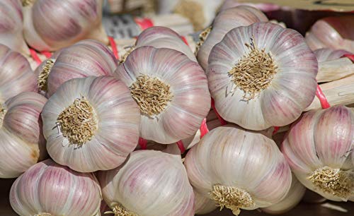 Knoblauch 1 kg Strang von Lieferfrucht