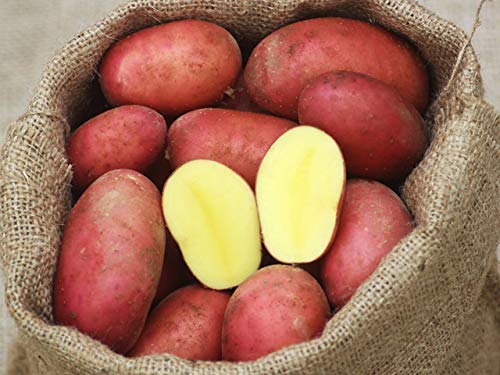 Laura Kartoffeln rot festkochend 5 kg Netz von Lieferfrucht