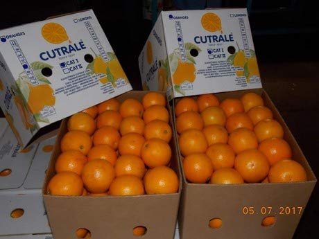 Saftorangen aus Südafrika oder Ägypten 15 kg Karton von Lieferfrucht