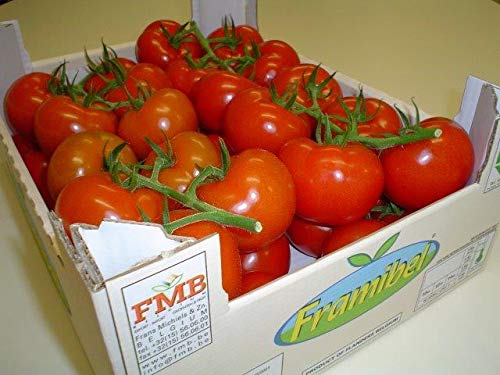 Strauchtomaten schnittfest und aromatisch, 5 kg Karton SONDERPREIS von Lieferfrucht