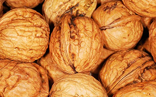 Walnüsse Grenoble aus Frankreich 1 kg Beutel Kaliber 36+ Walnüsse Grenoble aus Frankreich 1 kg Beutel Kaliber 36+ von Lieferfrucht