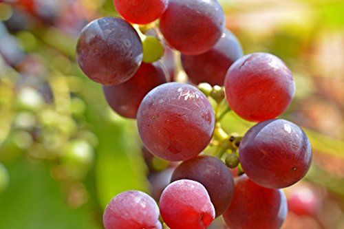 Weintrauben Rose dicke kernlose Beeren, 1 kg Packung von Lieferfrucht
