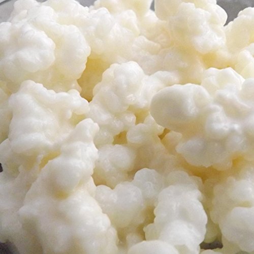 Milchkefir Körner Bio-Live Kultur der Kefir Collection von Living Probiotics