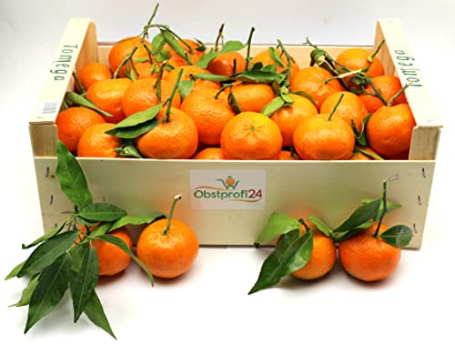 Clementinen mit Blatt - frische, süße saftige Clementinen Kiste 10 kg von Maroni