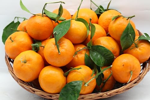 Clementinen mit Blatt - frische, süße saftige Clementinen Kiste 10 kg Clementinen mit Blatt - frische, süße saftige Clementinen Kiste 10 kg von Maroni