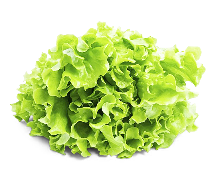 Salat Novita Salat Novita von Weißenberger GbR