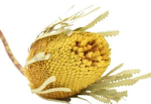 Getrocknete Banksia-Blume - Gelb Getrocknete Banksia-Blume - Gelb von Mooslager