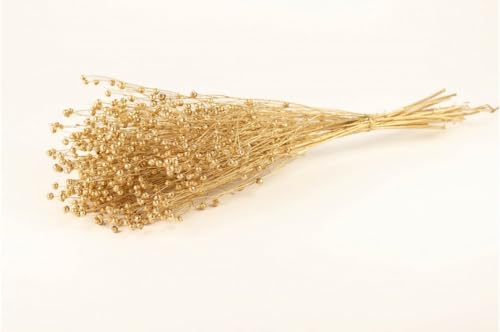 Getrockneter Flachs - Golden Getrockneter Flachs - Golden von Mooslager