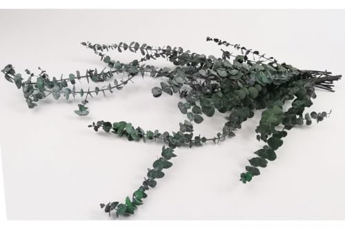 Stabilisierte Eukalyptus Baby Stabilisierte Eukalyptus Baby von Mooslager