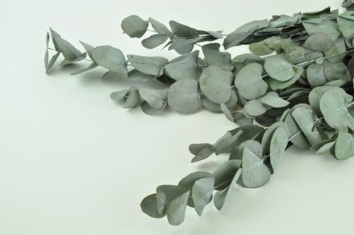 Stabilisierte Eukalyptus Cinerea Stabilisierte Eukalyptus Cinerea von Mooslager