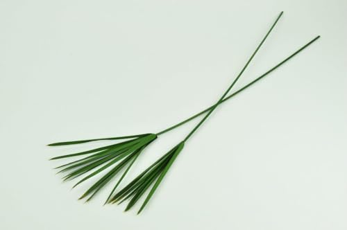Stabilisierte Papyrus Stabilisierte Papyrus von Mooslager