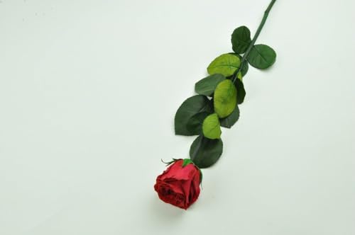 Stabilisierte Rose am Stiel - Rot Stabilisierte Rose am Stiel - Rot von Mooslager