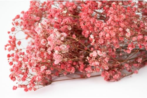 Stabilisierten Gypsophila-Blüten - Blassrosa Stabilisierten Gypsophila-Blüten - Blassrosa von Mooslager
