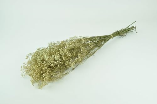 Stabilisierten Gypsophila-Blüten - Creme Stabilisierten Gypsophila-Blüten - Creme von Mooslager
