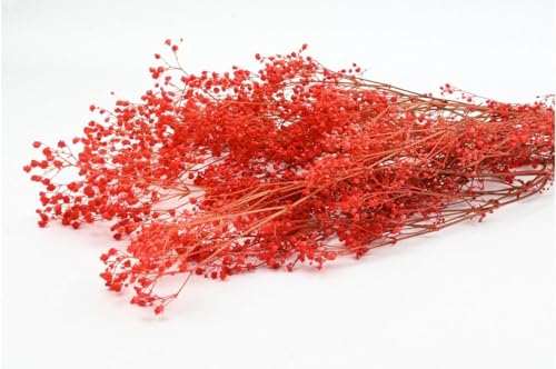 Stabilisierten Gypsophila-Blüten - Rot von Mooslager