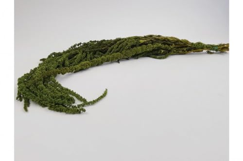 Stabilisierter Amaranth - Olivgrün Stabilisierter Amaranth - Olivgrün von Mooslager