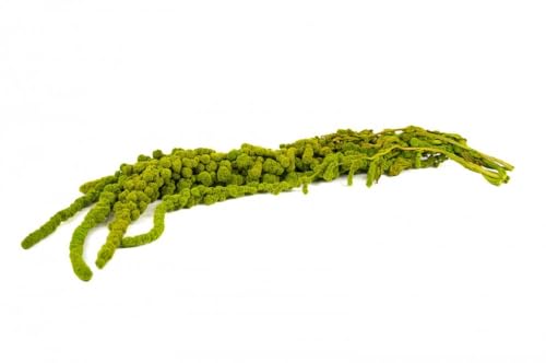 Stabilisierter Kugel-Amaranth - Limettengrün Stabilisierter Kugel-Amaranth - Limettengrün von Mooslager