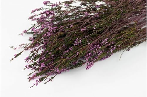 Stabilisiertes Heidekraut - Natural Stabilisiertes Heidekraut - Natural von Mooslager