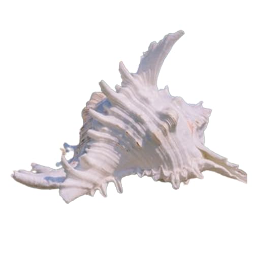 NINHFTDROU Muschel Dekoration 15/17 cm, Muschelschale – große natürliche Muscheln, Größe 2,8 bis 8,3 Zoll optional, for Einsiedlerkrebs-Zubehör und Stranddekoration, große Muschel NINHFTDROU Muschel Dekoration 15/17 cm, Muschelschale – große natürliche Muscheln, Größe 2,8 bis 8,3 Zoll optional, for Einsiedlerkrebs-Zubehör und Stranddekoration, große Muschel von NINHFTDROU