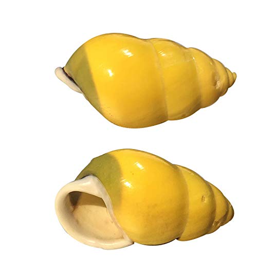 NINHFTDROU Muschel Dekoration Einsiedlerkrebsschalen, Schalen for Einsiedlerkrebse, 2 Schneckenhäuser, Öffnungsgröße ca. 0,78-1,57 Zoll Einsiedlerkrebshaus NINHFTDROU Muschel Dekoration Einsiedlerkrebsschalen, Schalen for Einsiedlerkrebse, 2 Schneckenhäuser, Öffnungsgröße ca. 0,78-1,57 Zoll Einsiedlerkrebshaus von NINHFTDROU