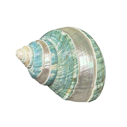 NINHFTDROU Muschel Dekoration Große Muschelschale, natürliche Muscheln for Einsiedlerkrebse, Aquarien, Hochzeitsdekoration, Strand-Mottoparty, Heimdekoration, Heimwerkerarbeiten, 9 bis 10 cm NINHFTDROU Muschel Dekoration Große Muschelschale, natürliche Muscheln for Einsiedlerkrebse, Aquarien, Hochzeitsdekoration, Strand-Mottoparty, Heimdekoration, Heimwerkerarbeiten, 9 bis 10 cm von NINHFTDROU