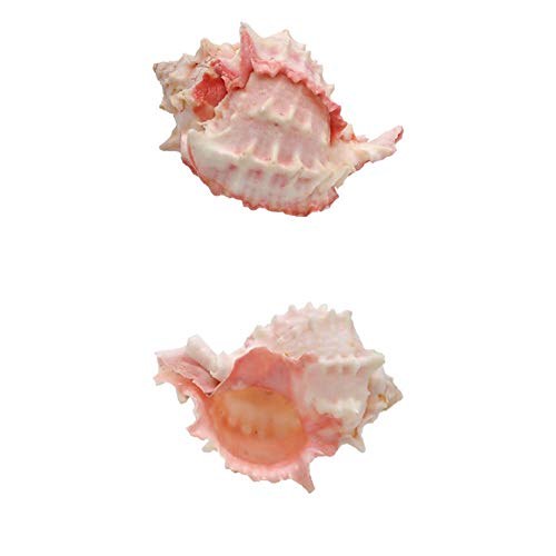 NINHFTDROU Muschel Dekoration Mittelgroße Einsiedlerkrebsschalen, 2 Stück, Muffin-Schneckenschalen, Turbo-Schneckenschalen | Riesige Landschneckenschalen, Einsiedlerkrebshaus for das Aquarium NINHFTDROU Muschel Dekoration Mittelgroße Einsiedlerkrebsschalen, 2 Stück, Muffin-Schneckenschalen, Turbo-Schneckenschalen | Riesige Landschneckenschalen, Einsiedlerkrebshaus for das Aquarium von NINHFTDROU