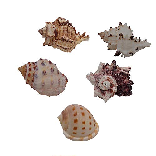 NINHFTDROU Muschel Dekoration Mittelgroße Einsiedlerkrebsschalen, 5 Stück, Muffin-Schneckenschalen, Turboschalen, Landschneckenschalen, Einsiedlerkrebshaus for Aquarien NINHFTDROU Muschel Dekoration Mittelgroße Einsiedlerkrebsschalen, 5 Stück, Muffin-Schneckenschalen, Turboschalen, Landschneckenschalen, Einsiedlerkrebshaus for Aquarien von NINHFTDROU