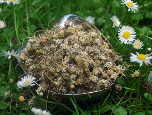 Naturix24 – Gänseblümchentee, Gänseblümchen ganz – 100 g-Beutel Naturix24 – Gänseblümchentee, Gänseblümchen ganz – 100 g-Beutel von Naturix24
